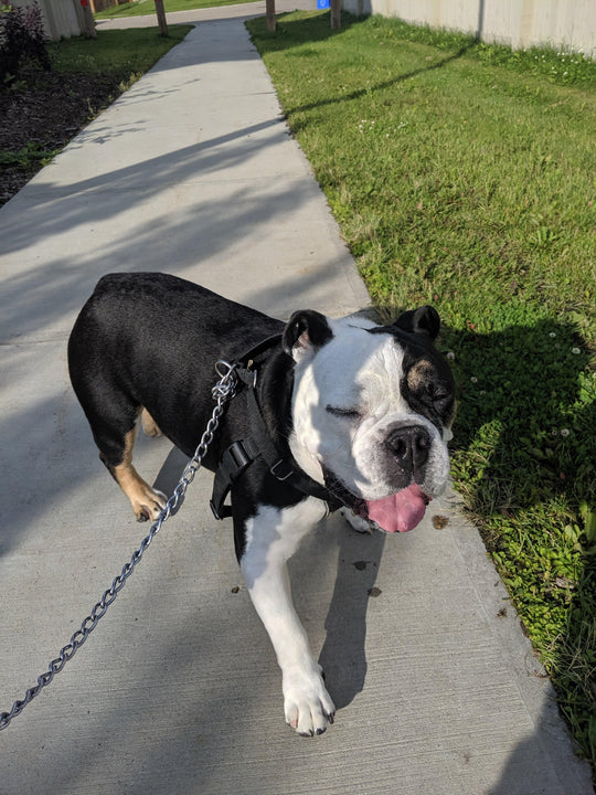 Taking your Dog on A Stoner Walk