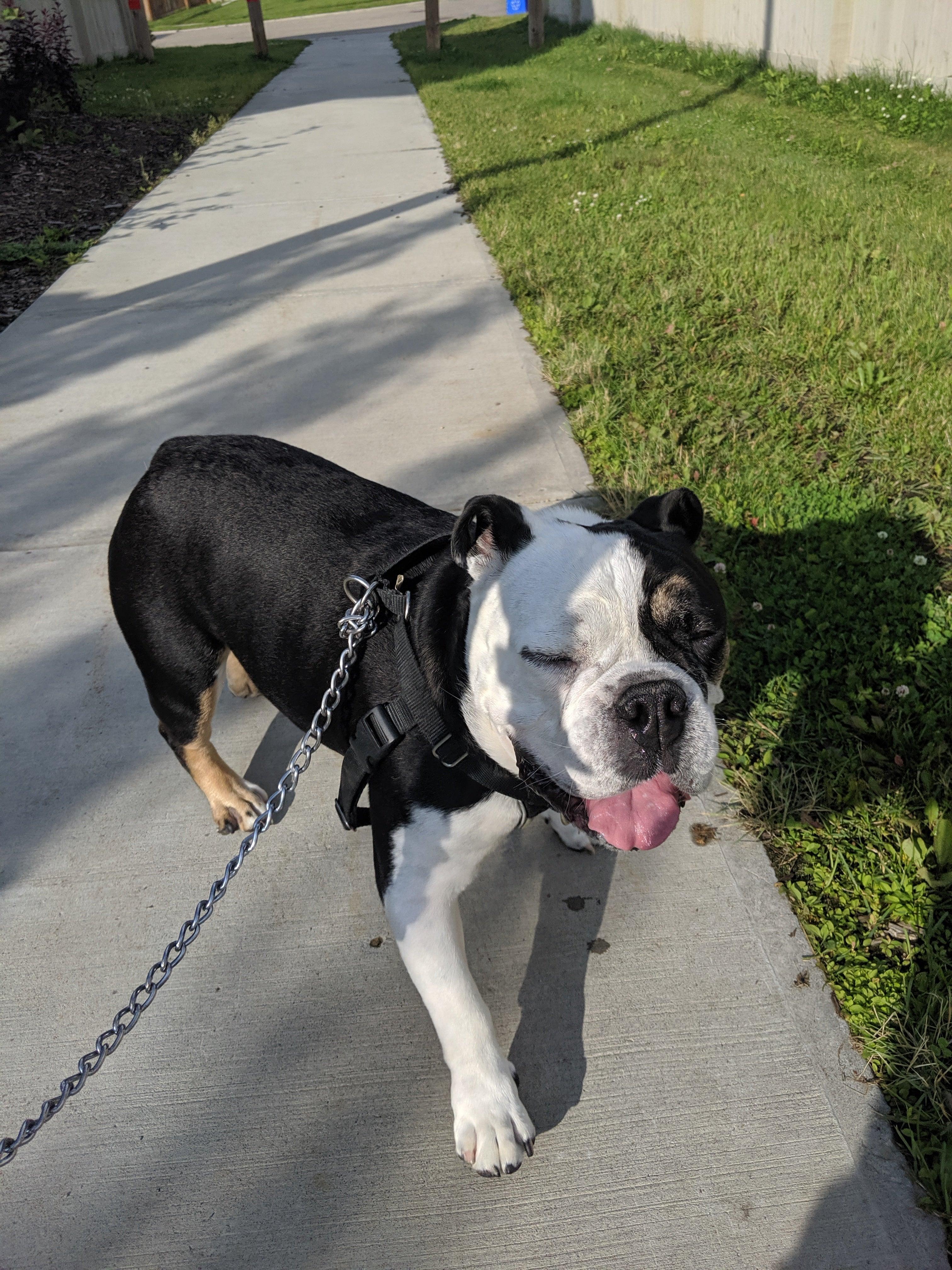 Taking your Dog on A Stoner Walk