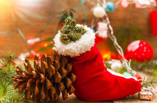 5 Shell Shock Canna Christmas Ideas!