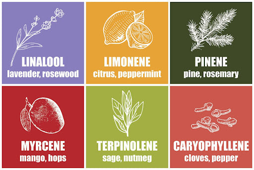 We Need to Talk About Terpenes!!