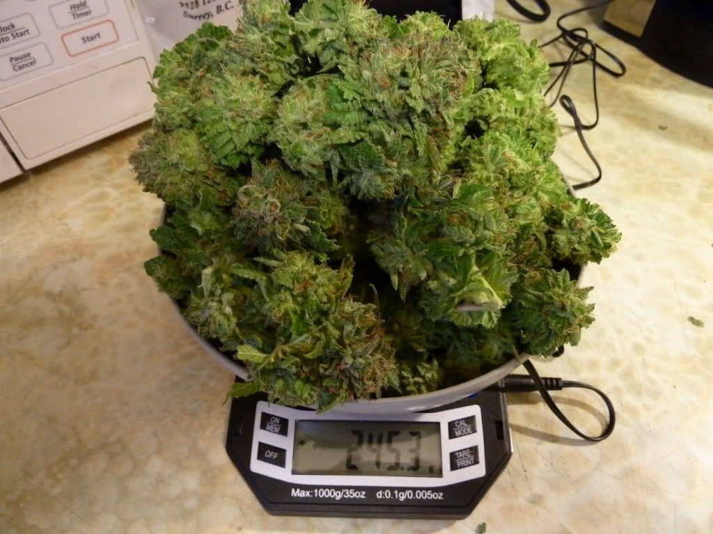 weed digital scale fresh cut shell shock